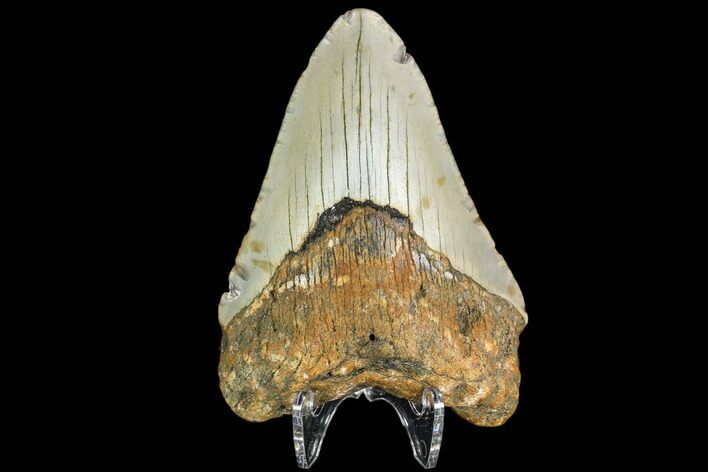 Fossil Megalodon Tooth - North Carolina #109031